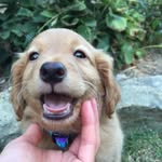 George Bernard Altman - @georgiethedood - Instagram