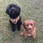 Angus + George Millar - @angus_george.thecavoodles - Instagram