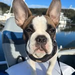 George Angus - @adventureswgeorge.myfrenchie - Instagram
