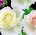 George Antonio - Facebook
