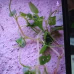 George Apostol - Facebook