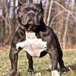 George Apostol - @apostol4957 - Instagram