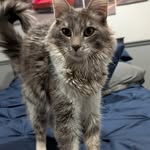 George Avalos - @georgethecat773 - Instagram