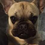 George Bainbridge - @georgepupbainbridge - Instagram
