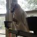 George the Bare-Eyed Cockatoo - Facebook