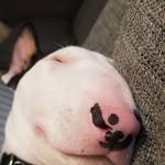 George Barkley - @englishbullterrorist - Instagram