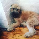 George Barkley Pollard - @curiousgeorgebarkley - Instagram