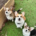 Gunner & Barkley & George - @gunner.barkley.george - Instagram