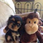 King George Barkley - @kinggeorgebarkley - Instagram