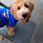 George - @george_barks - Instagram