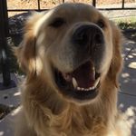 Barney - @barney_rubble_george_bennett - Instagram