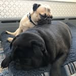 George & Barney The Pugs - @georgeandbarney - Instagram