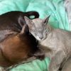 george and barney - @george.barney - TikTok