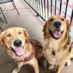 Beckett + George - @beckettandgeorge - Instagram