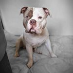 | G E O R G E - B O W E S | - @georgebowes.thebully - Instagram