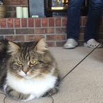 George Bowes🐱🐱🐱 - @bowes.george - Instagram