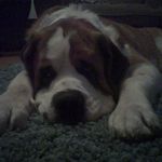 @pepper_bowser_george - Instagram
