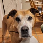 Alex Logan-Phelan - @georgeboxerstaffy - Instagram
