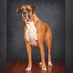 𝔾𝕖𝕠𝕣𝕘𝕖 𝔹𝕒𝕣𝕥𝕙𝕠𝕝𝕠𝕞𝕖𝕨 - @george_boxeraboutadelaide - Instagram