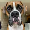 George the BoxR - @georgetheboxr - TikTok