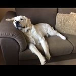 George W. Bridgforth - @georgenaps - Instagram