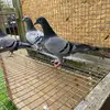 Bruns George - @bruns.george - TikTok