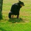George Brush - @george.brush0 - TikTok