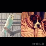 George & Buddy - @george_buddy2019 - Instagram