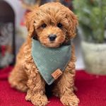 George Buddy - @adventureswithgeorge1 - Instagram