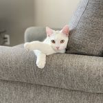 George Buddy The Cat - @georgebuddythecat - Instagram