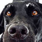 George, Lotte & Angel Buddy - @blacklab.buddiez - Instagram