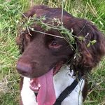 The Life Of George, Buddy & Ollie - @george_thespringer - Instagram