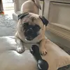 George the Bugg - @georgebuggo - TikTok