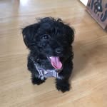 George Burley - @george_the_dog_burley - Instagram