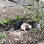 George, Pebbles & Jax (& Burley toujours) - @burleyjax - Instagram