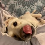 George Cason_Lab🐕 - @george_cason_lab - Instagram