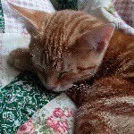 george cavanaugh - @orangebengal.george - Instagram