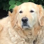 King George Cavanaugh in #NYC - @kinggeorge_thegolden - Instagram