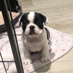 George Chalmers - @roman_the_french_bulldog - Instagram