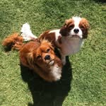 George & Chester - @georgeandchester_thecavs - Instagram