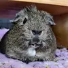 GenX Piggies - @george_the_genx - TikTok