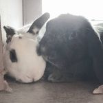 Queen Chubby and Prince George - @chubbyandgeorge - Instagram