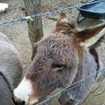 George Cloninger - @barney_red_foot - Instagram