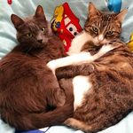 George and Cloud lives - @george_cloud_cats - Instagram