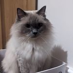 @georgecloudcat - Instagram