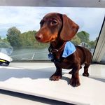 george colwell - @minisausagegeorge - Instagram