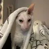 George the Cornish Rex - @georgethecornish - TikTok