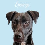 George Corrigan - @georgie_gram12 - Instagram