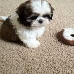 George Covington - @georgeandtucker01 - Instagram