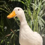 George 😉👌🏻🦆 - @soy.george.cuack - Instagram